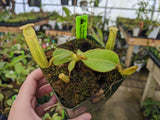Nepenthes chaniana x veitchii BE-3137