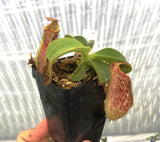 Nepenthes maxima x (lowii x macrophylla) BE-3709