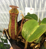 Nepenthes maxima x (lowii x macrophylla) BE-3709