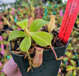 Nepenthes robcantleyi x (sibuyanensis x ventricosa) BE-3748