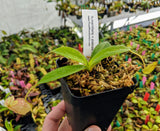 Nepenthes merrilliana x glabrata BE-3911
