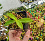 Nepenthes merrilliana x glabrata BE-3911