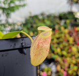 Nepenthes merrilliana x glabrata BE-3911