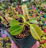 Nepenthes robcantleyi x burbidgeae BE-3935