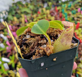 Nepenthes robcantleyi x burbidgeae BE-3935