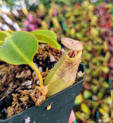 Nepenthes robcantleyi x burbidgeae BE-3935