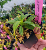 Nepenthes ventricosa x glandulifera BE-3401