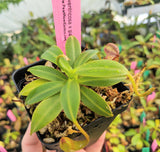 Nepenthes ventricosa x glandulifera BE-3401