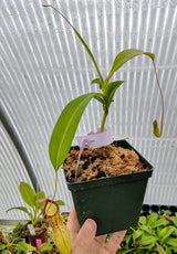 Nepenthes x Meteor *Rooted cutting*