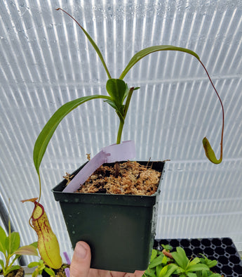 Nepenthes x Meteor *Rooted cutting*