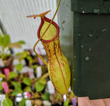 Nepenthes x Meteor *Rooted cutting*