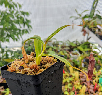 Nepenthes lingulata BE-3463