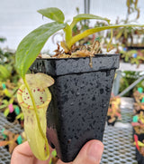 Nepenthes burbidgeae x campanulata BE-3564