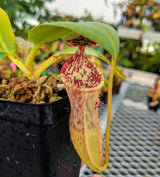 Nepenthes burbidgeae x campanulata BE-3564