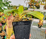 Nepenthes burbidgeae x campanulata BE-3564