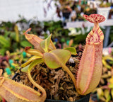 Nepenthes robcantleyi 'Queen of Hearts' x veitchii "Bario" BE-3933