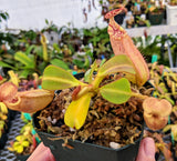 Nepenthes robcantleyi x veitchii BE-3933
