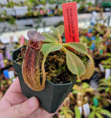 Nepenthes robcantleyi "Queen of Hearts" x fusca BE-3893