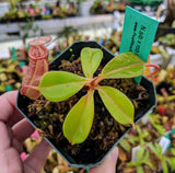 Nepenthes sibuyanensis x robcantleyi 'King of Clubs' BE-3713