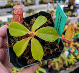 Nepenthes sibuyanensis x robcantleyi 'King of Clubs' BE-3713