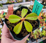 Nepenthes sibuyanensis x robcantleyi 'King of Clubs' BE-3713