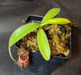 Nepenthes burbidgeae x talangensis BE-3952