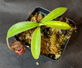 Nepenthes burbidgeae x talangensis BE-3952