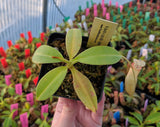 Nepenthes burbidgeae x sibuyanensis BE-3885