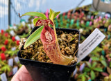 Nepenthes burbidgeae x talangensis BE-3952