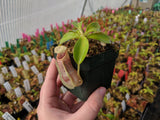 Nepenthes spathulata x veitchii BE-3648