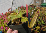Nepenthes robcantleyi "Queen of Hearts" x fusca BE-3893