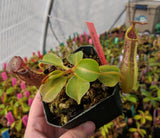 Nepenthes robcantleyi "Queen of Hearts" x zakariana ‘Crocker Road’ BE-3893