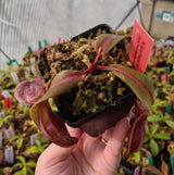 Nepenthes boschiana *SEED-GROWN*