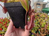 Nepenthes boschiana *SEED-GROWN*