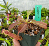 Nepenthes maxima (Dark purple, wavy-Leaf) BE-3786