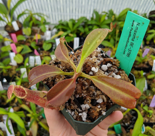 Nepenthes maxima (Dark purple, wavy-Leaf) BE-3786