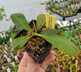 Nepenthes rajah x veitchii BE-3730