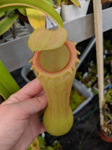 Nepenthes ventricosa upper pitcher