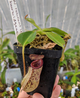 Nepenthes burbidgeae x robcantleyi BE-3577