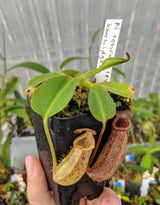 Nepenthes burbidgeae x robcantleyi BE-3577