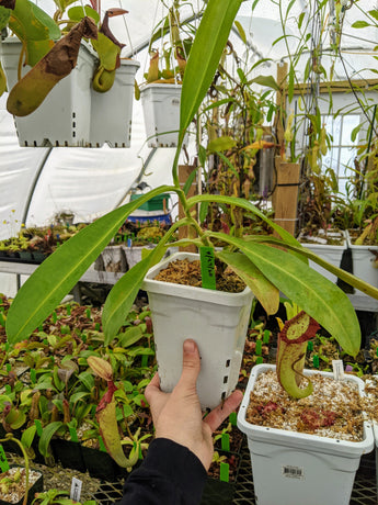 Nepenthes x Miranda *Rooted cuttings*