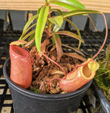 Nepenthes barcelonae BE-3770