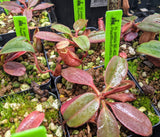 Nepenthes peltata (Mount Hamiguitan) BE-4025
