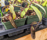 Nepenthes ramispina x macfarlanei *ROOTED CUTTINGS*