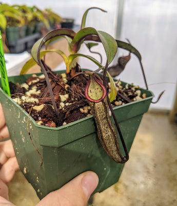 Nepenthes ramispina x macfarlanei *ROOTED CUTTINGS*