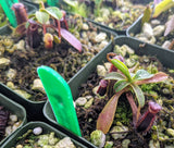 Nepenthes muluensis x lowii BE-3128
