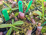 Nepenthes (hamata x glabrata) x tenuis BE-3985
