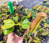 Nepenthes truncata (Pasian Form) BE-3707