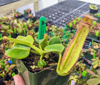 Nepenthes truncata (Pasian Form) BE-3707