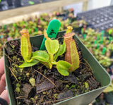 Nepenthes truncata (Pasian Form) BE-3707
